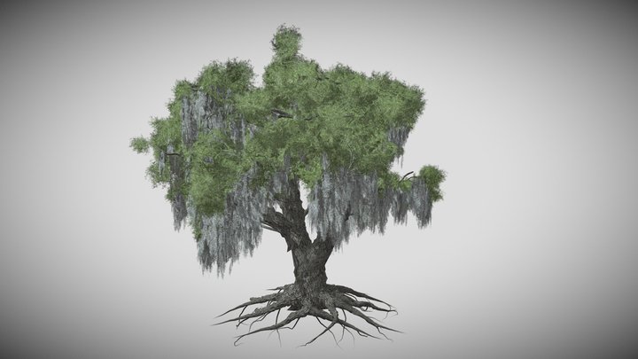 Live Oak Tree 3D Model