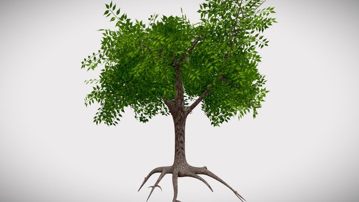 Neem Tree 3D Model