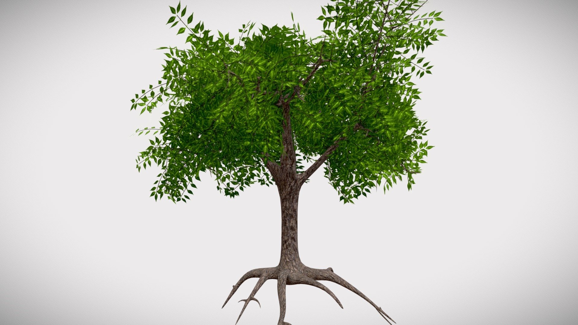 Free download  Neem Tree Neem Oil Drawing Plants Branch Line Art  Azadirachta transparent background PNG clipart  HiClipart