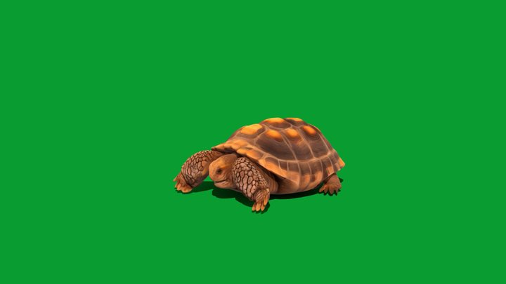 Desert Tortoise