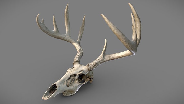 White-Tail Deer Skull 3D Model