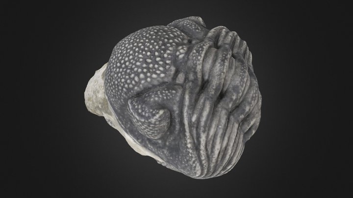 Trilobite: E. crassituberculata (PRI 49811) – Gratis 3D-model STL