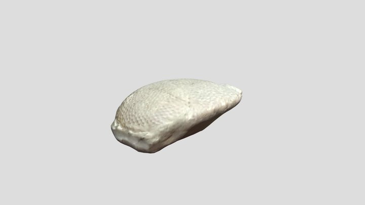 Mastopora algae fossil, Harjumaa, Estonia 3D Model