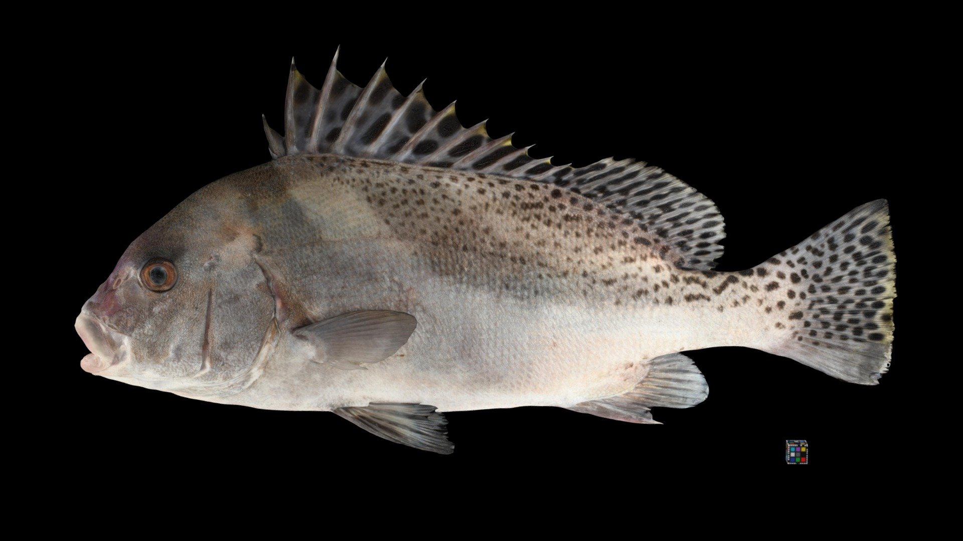 CC0 コショウダイ 🐟 Crescent Sweetlips, P. cinctus