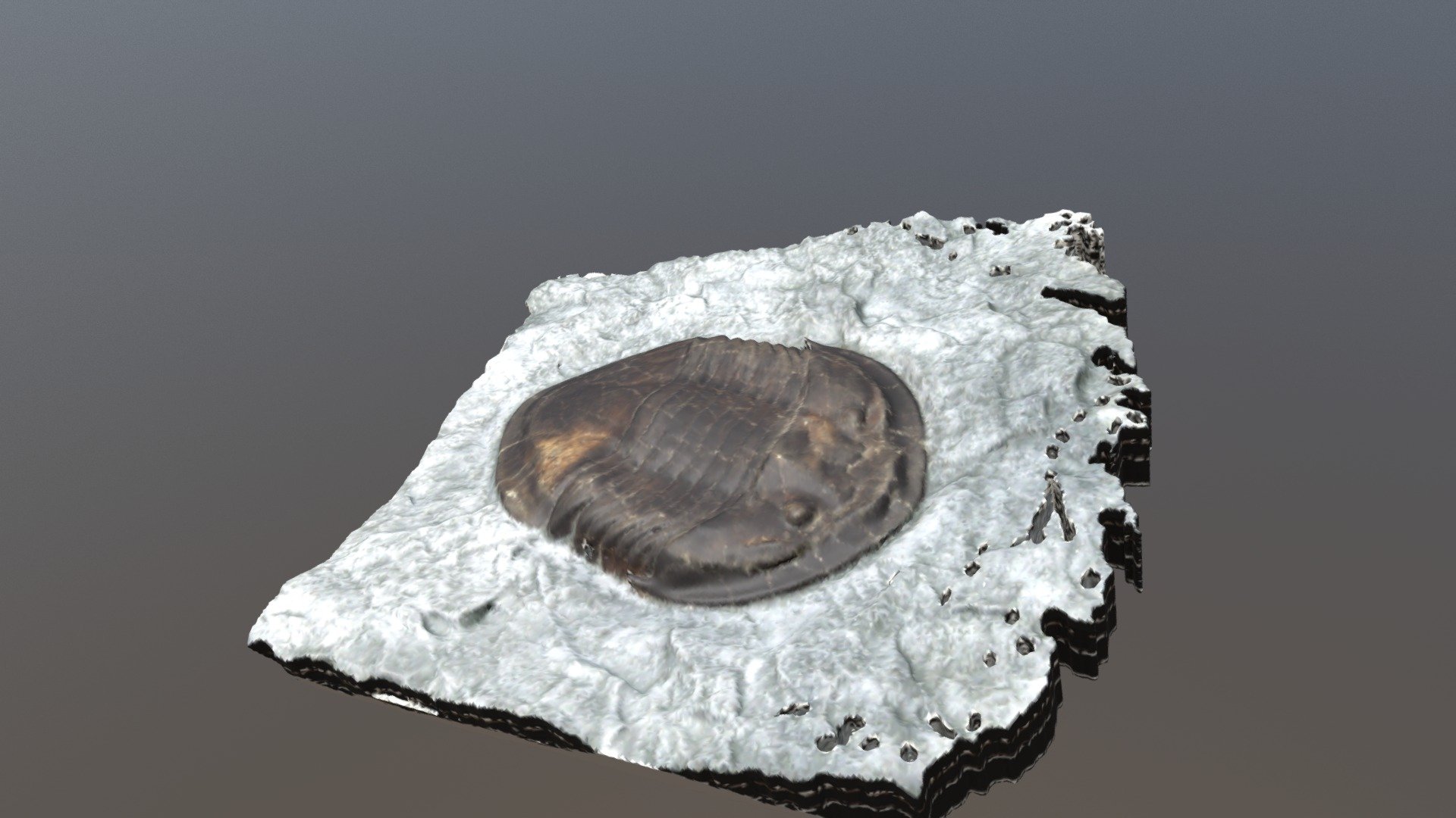 Trilobite Fossil (VCU_3D_3208)