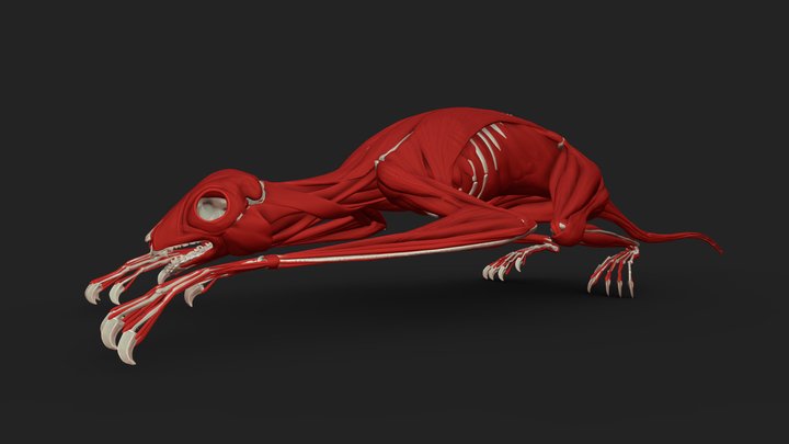 Colugo Ecorche Muscle/Skeleton 3D Model