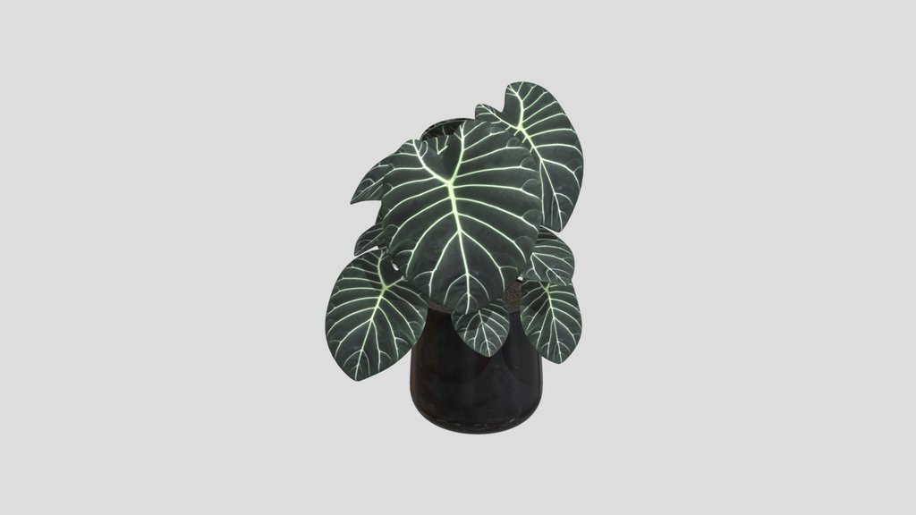 Emerald Shield Alocasia