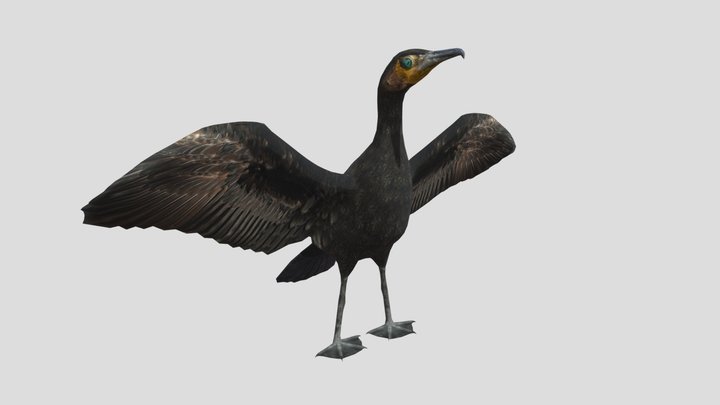 Great Cormorant_blend 3D Model