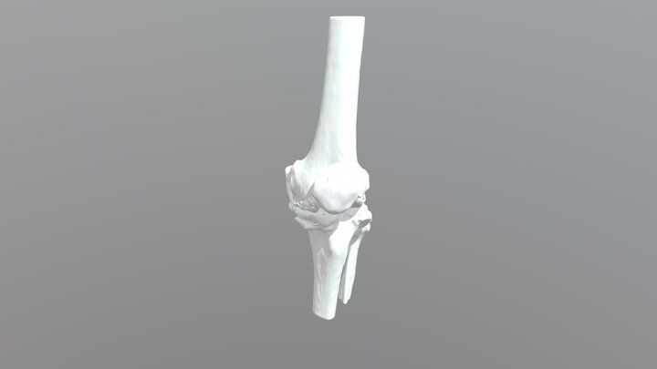 Knee joint Bone 3D Model