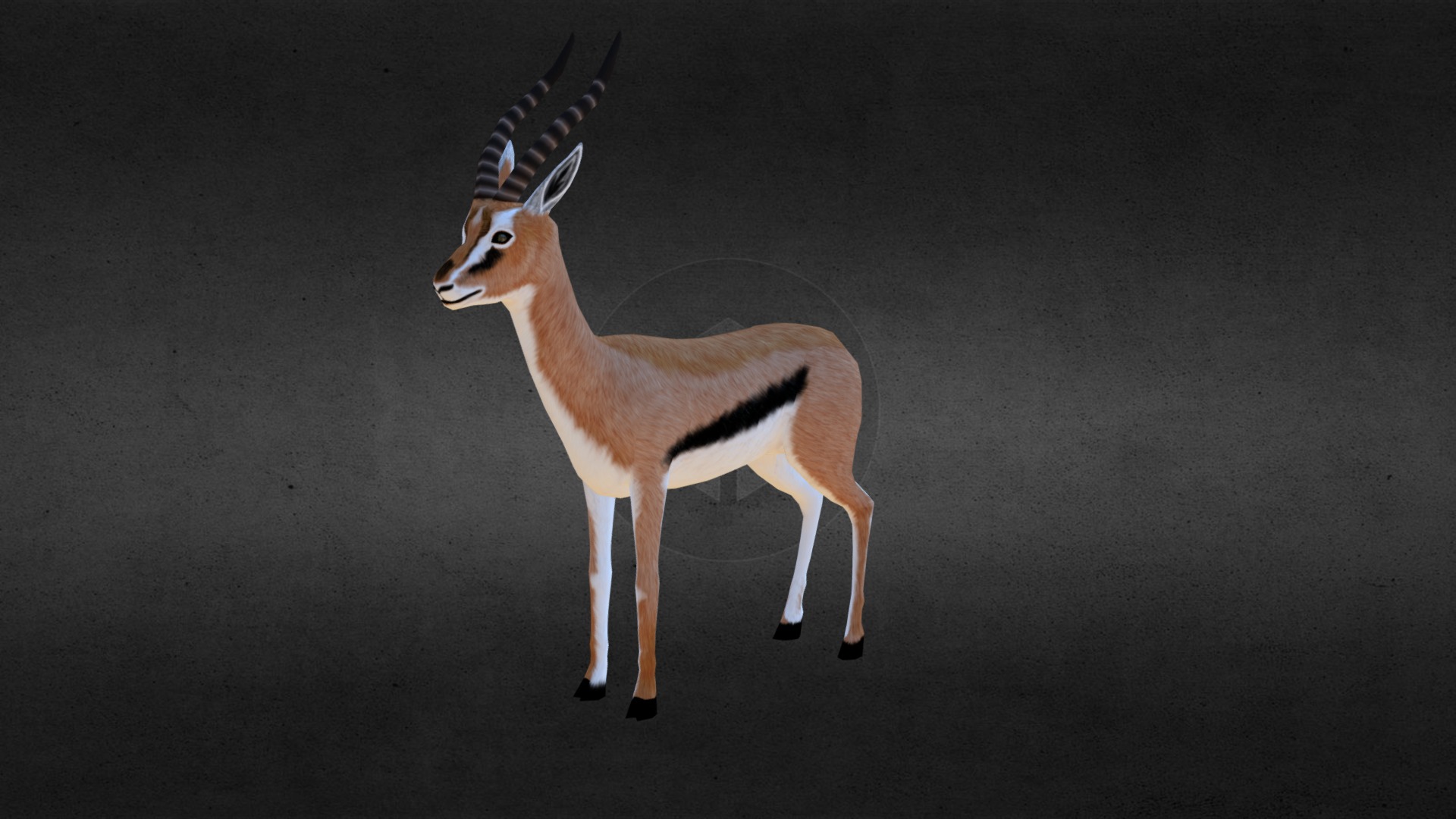 3D model Thomson Gazelle - This is a 3D model of the Thomson Gazelle. The 3D model is about a deer with a long neck.