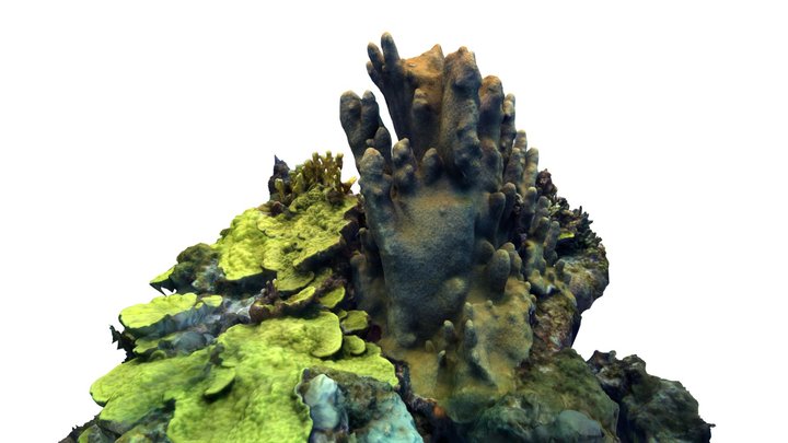 Pillar coral, Dendrogyra cylindrus 3D Model