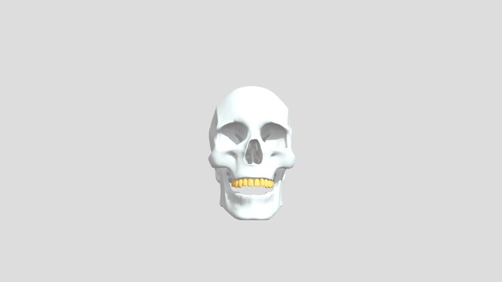 Skull 3D Model