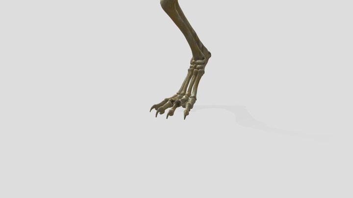 patatoracica_glb5 3D Model