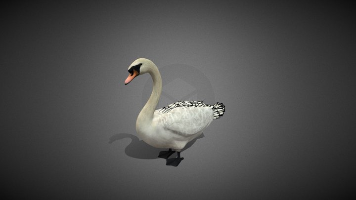 Swan Cygnus 3D Model