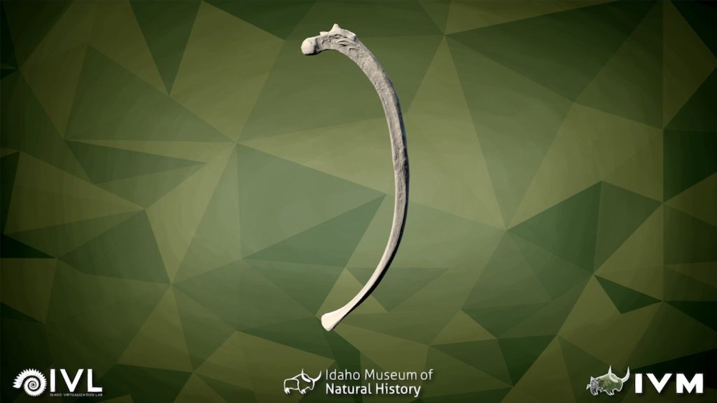 IMNH-47001-1541-Left Rib-07