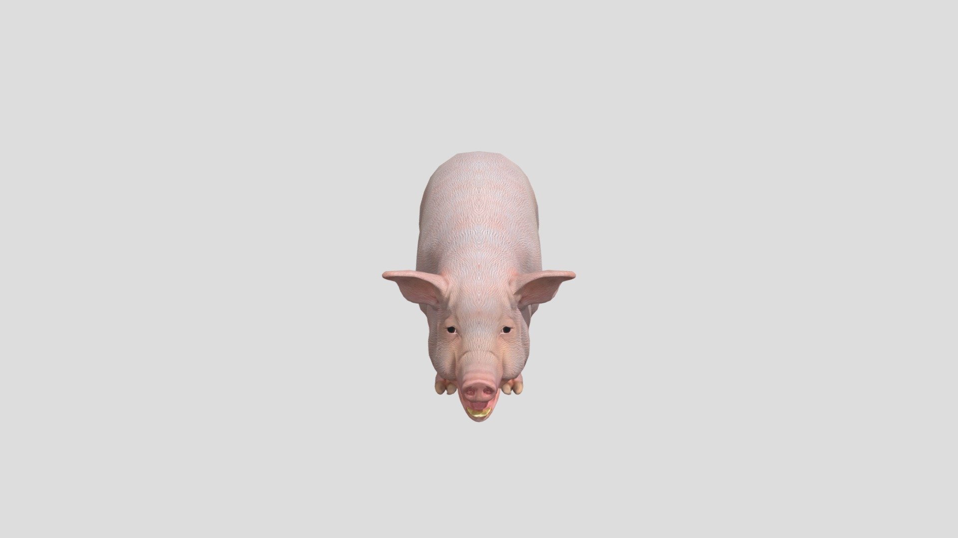 Pig — Sketchfab embed 3D viewer