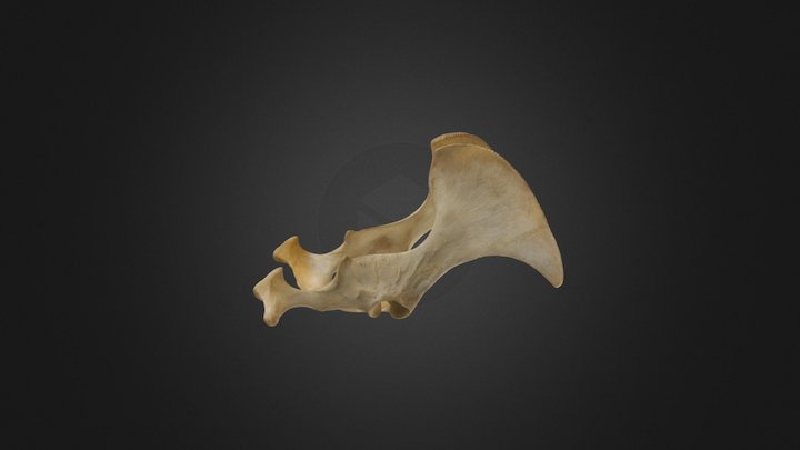 Guanaco 3D models - Sketchfab