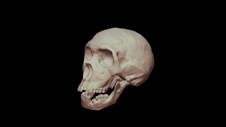Skull - Le Moustier 3D Model
