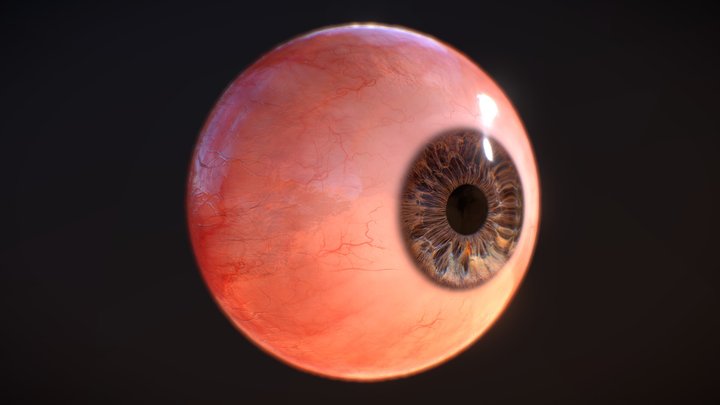 Human Eye / PBR 3D Model
