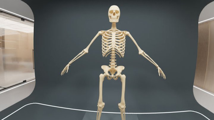 360 Enviro Anatomia Nowa Wersja 2 3D Model