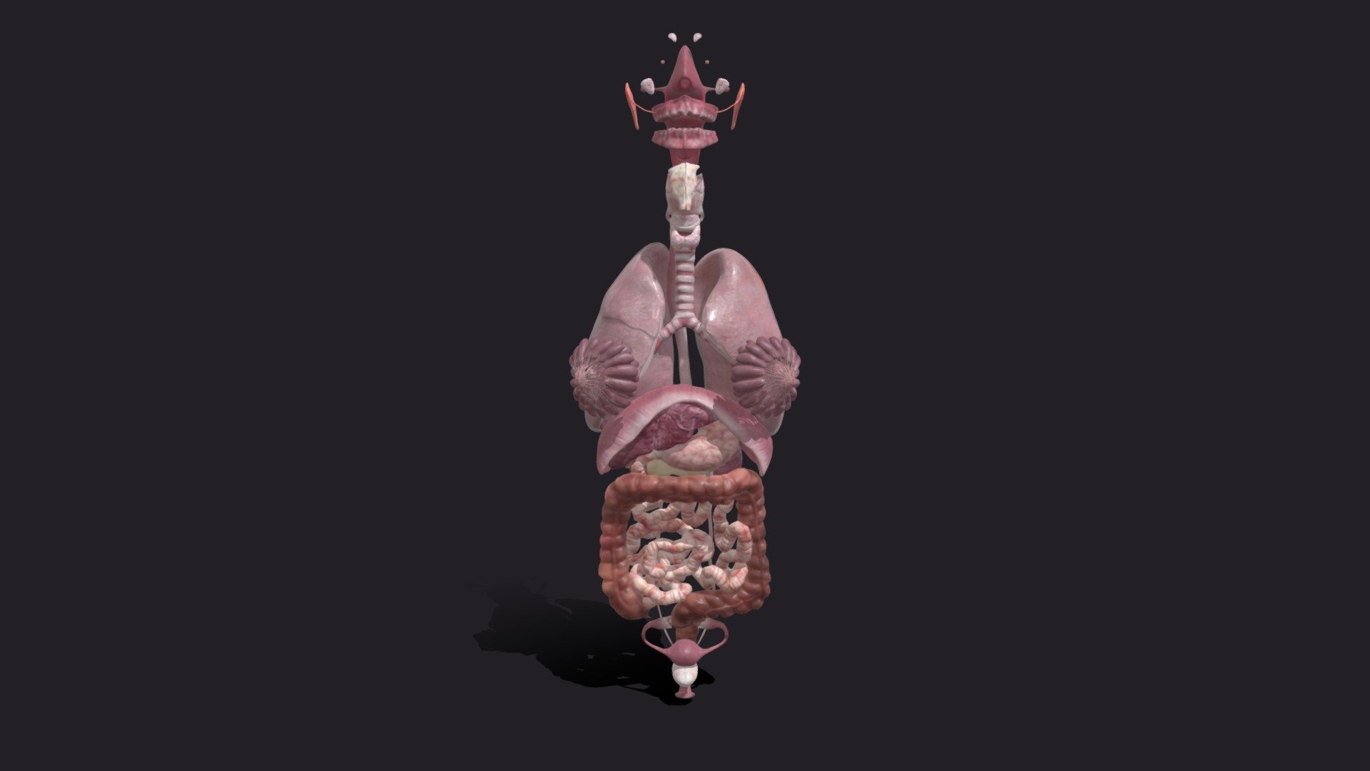 Female Internal Organs - Buy Royalty Free 3D model by SA Anatomy