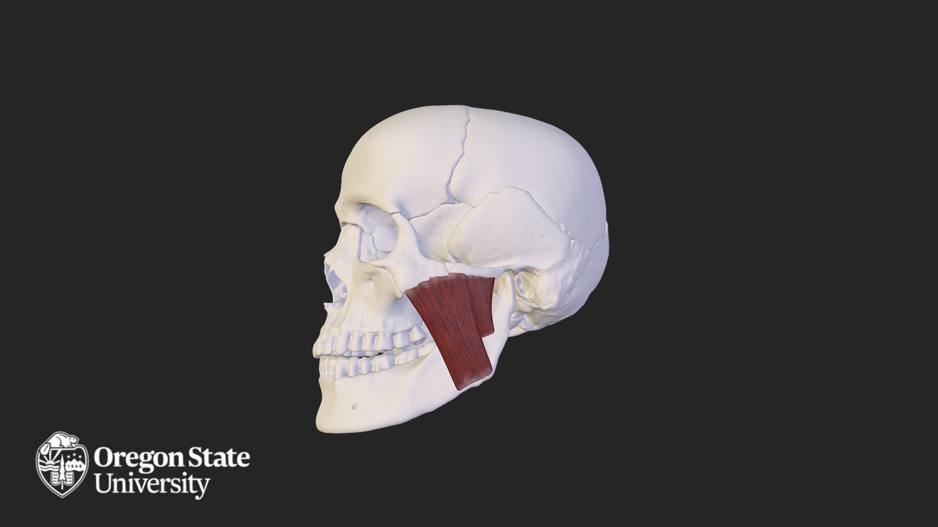 masseter - 3D model by Oregon State University | Ecampus [0435ac5 ...