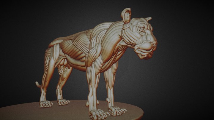 Lion ecorche 3D Model