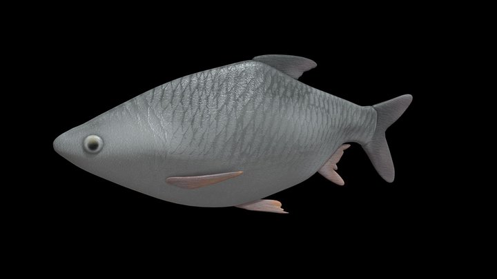 Fish - Java barb (Barbonymus gonionotus)