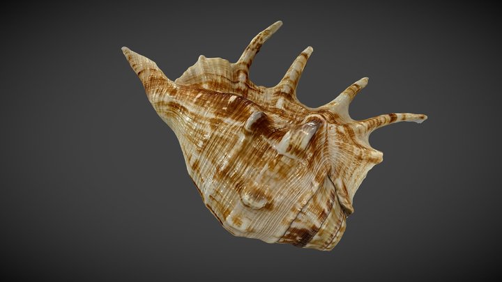 Shell - Shankha _02 3D Model