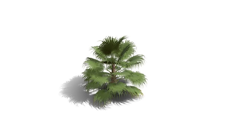 Realistic HD California fan palm (1/25) 3D Model