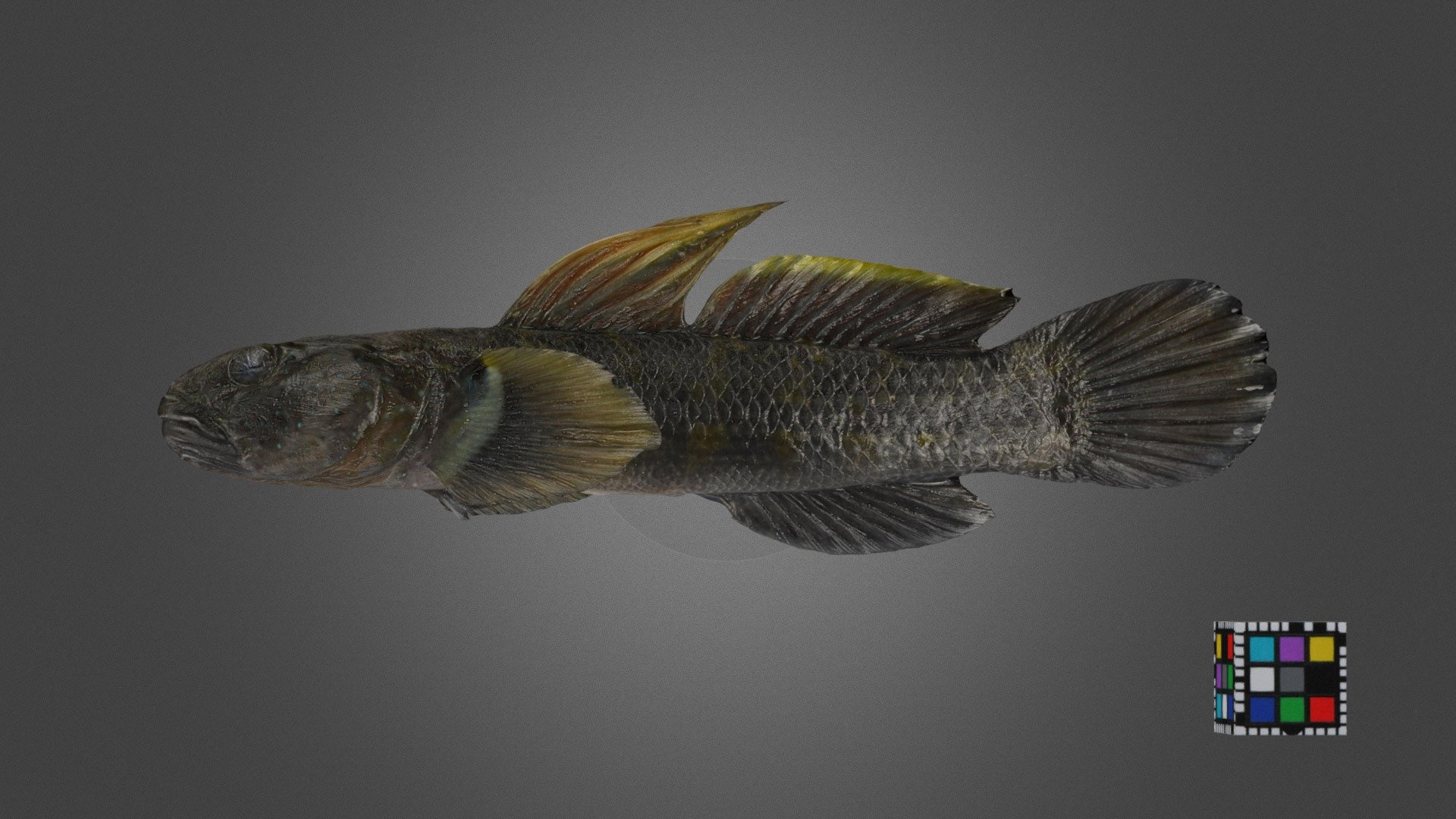 ナガノゴリ Freshwater Goby, Tridentiger kuroiwae
