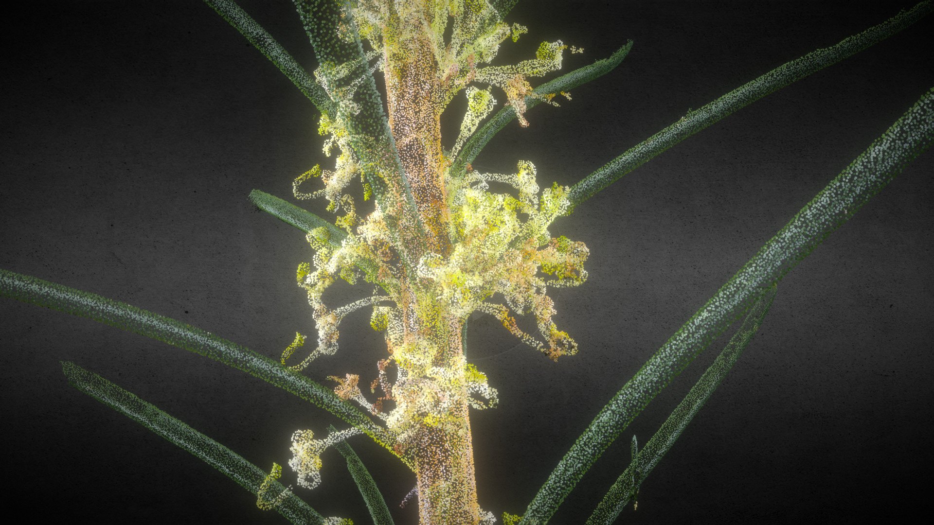 Hakea macrorrhyncha