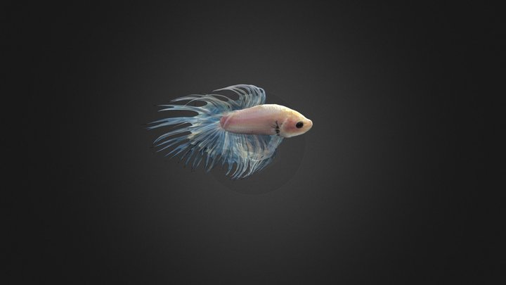 Ikan Cupang 3D Model
