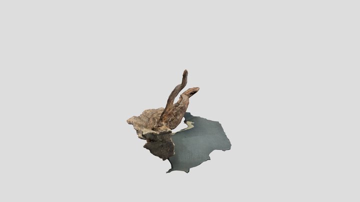 Raiz 3D Model