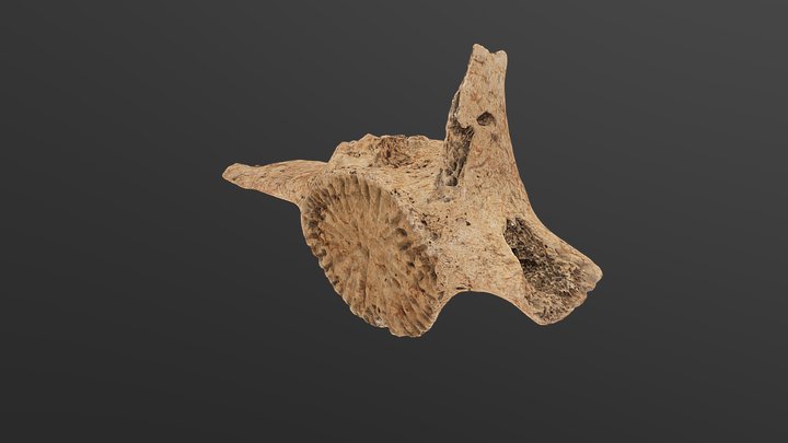 Vértebra 3D Model