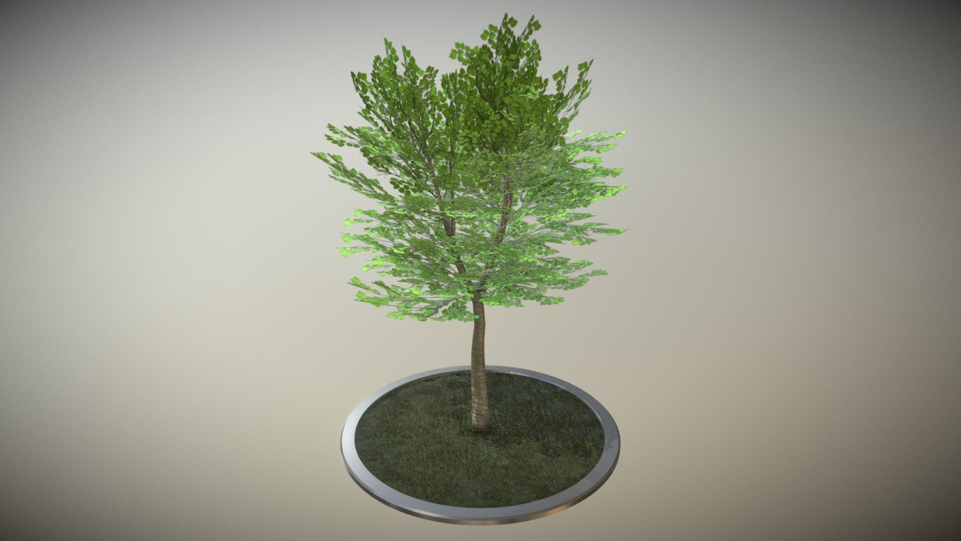 Tilia Tree - 6 Meter - Summer - Version 2