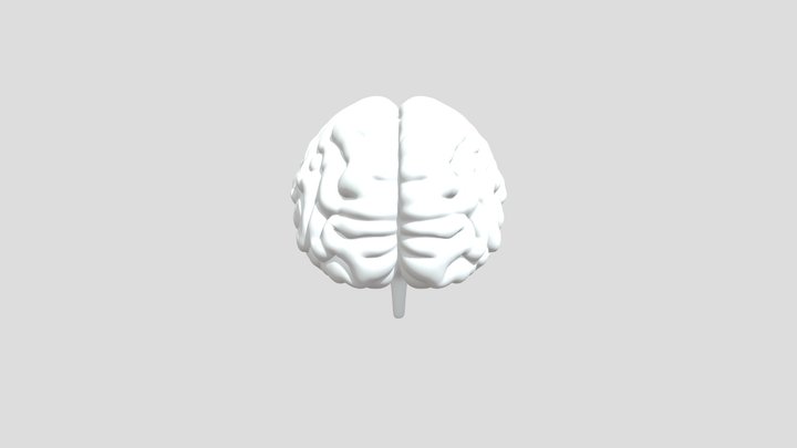 Brain 3D Model