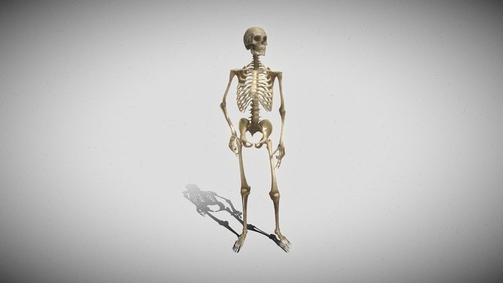 Esqueleto Curioso 3D Model
