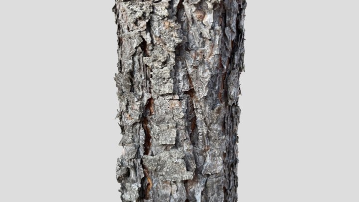 Pine Tree Trunk 3D Model
