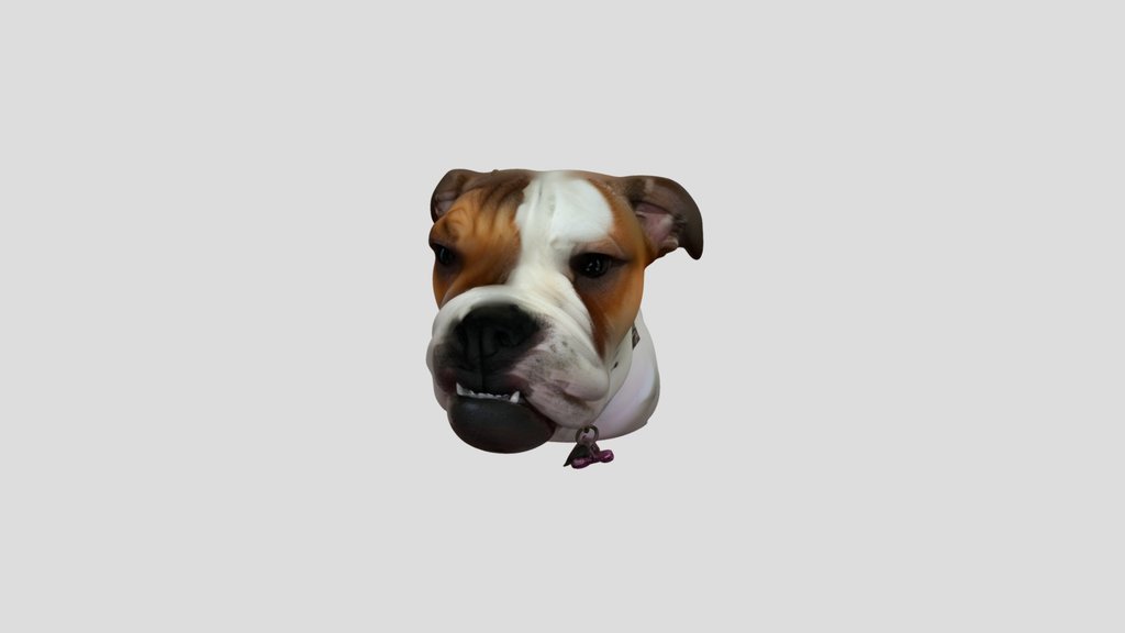 Bella the Bulldog