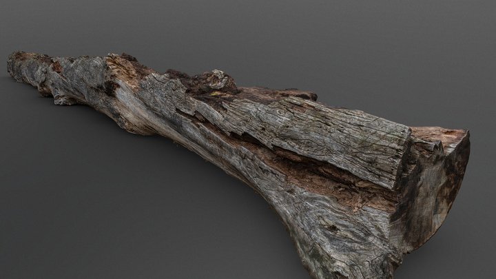 Old fallen tree trunk 3D Model