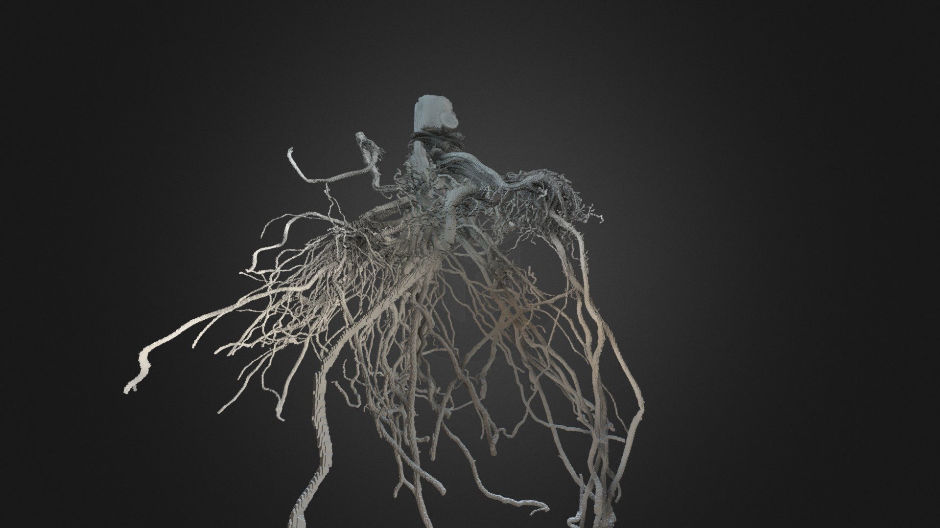 3D Corn root X Rat CT scan at resolution 113um