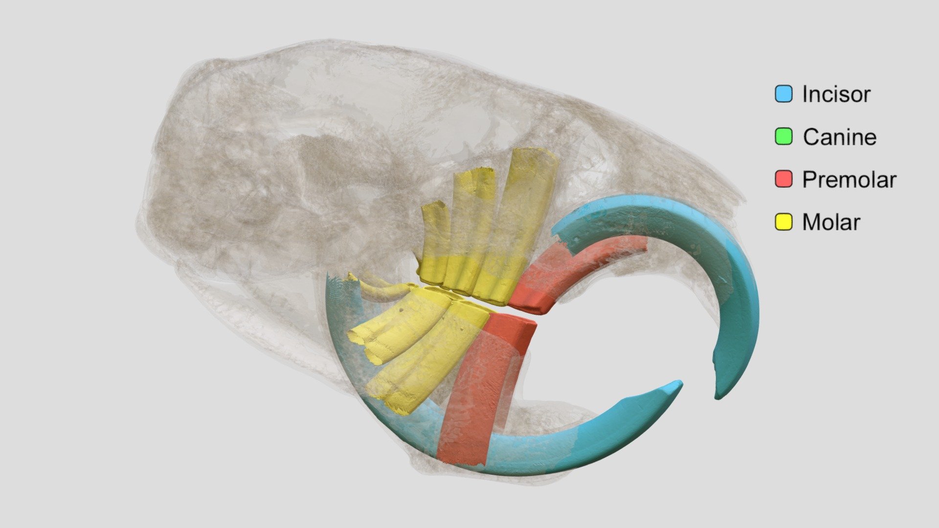 Ctenomys steinbachi (MSB:Mamm:55368) - Clear - 3D model by Biodiversity ...