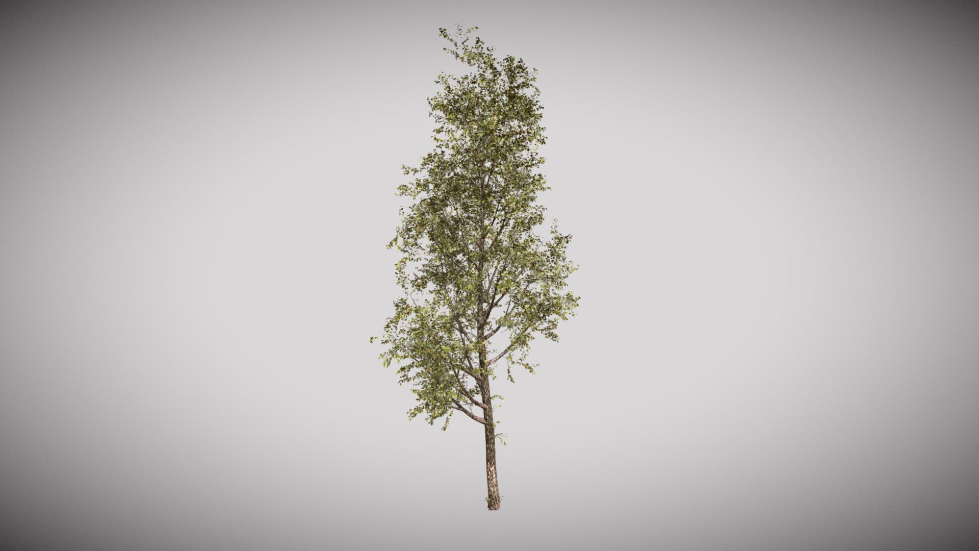 3D model Poplar Tree – One Material - This is a 3D model of the Poplar Tree - One Material. The 3D model is about a tree with green leaves.