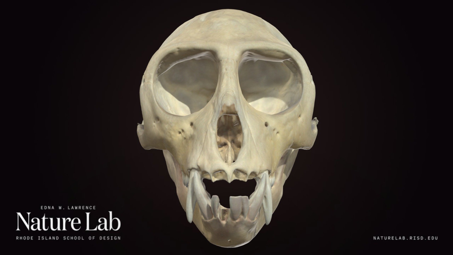 Vervet Monkey Skull