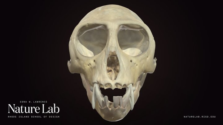 Vervet Monkey Skull