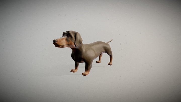 Dog Dachshund -Tacskó 3D Model
