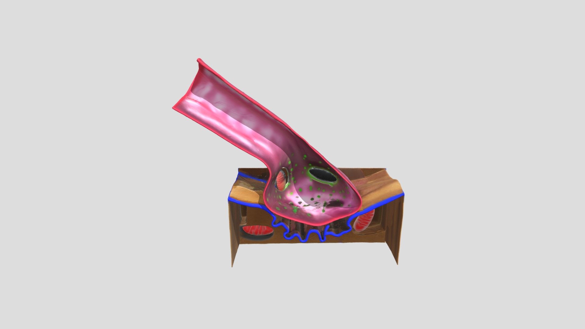neuromuscular junction - Download Free 3D model by 26traviss [046fd53 ...