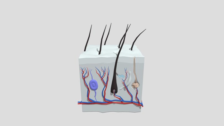 Cross_ Section_of_ Human_ Skin 3D Model