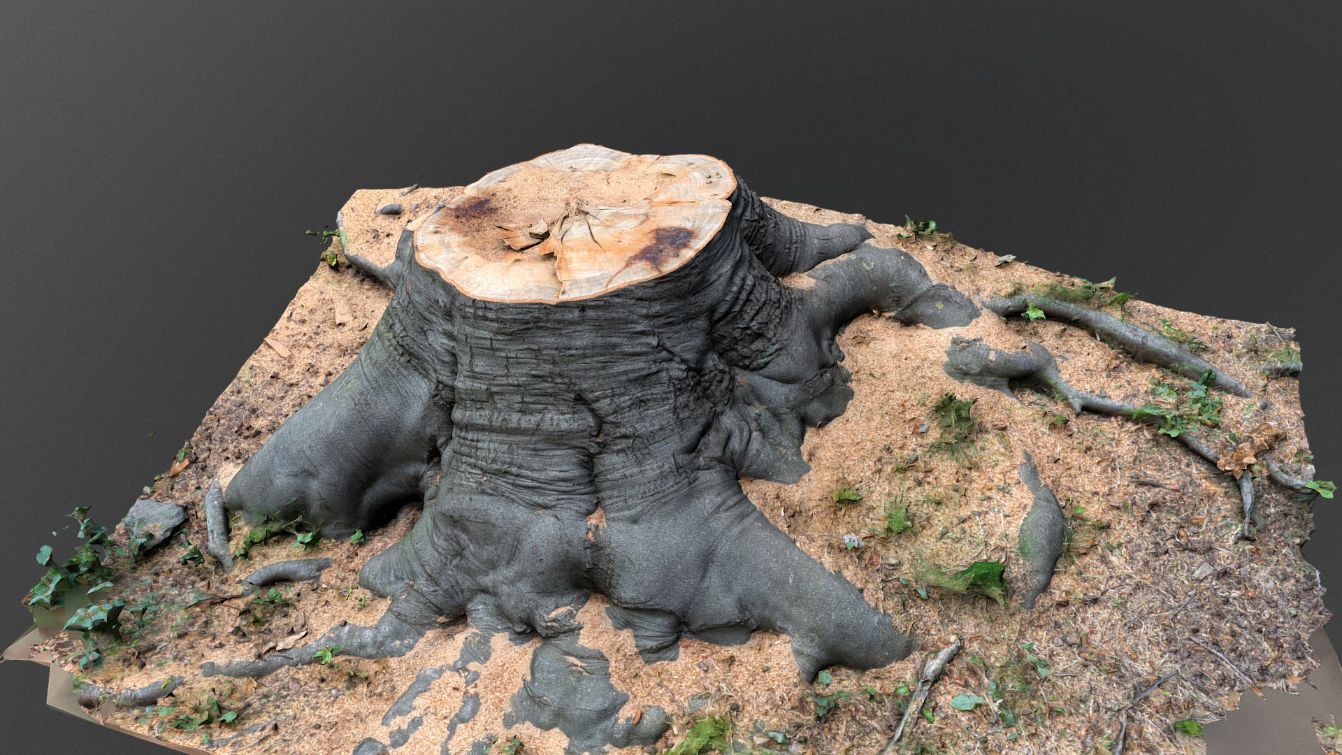 3D model Cut beech tree stump roots - This is a 3D model of the Cut beech tree stump roots. The 3D model is about a turtle on the ground.